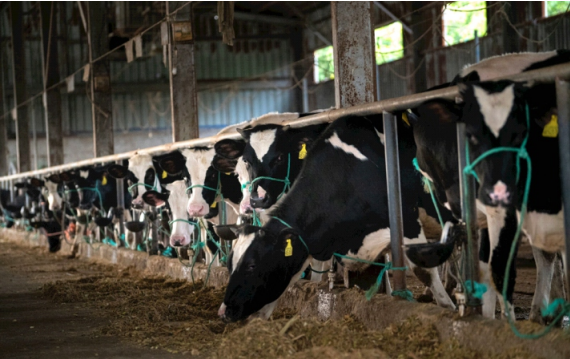 牛糞泵1 牛糞泵1